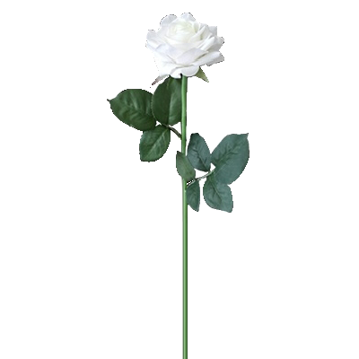HANA-ROSE1